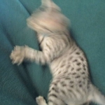 Nola, Egyptian Mau, cool Bronze, female, DOB 3-10-18