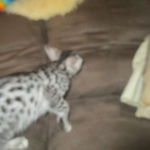 Nola, Egyptian Mau, cool Bronze, female, DOB 3-10-18