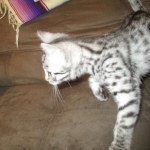 Nola, Egyptian Mau, cool Bronze, female, DOB 3-10-18
