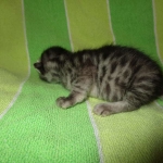 Nola, Egyptian Mau, cool Bronze, female, DOB 3-10-18