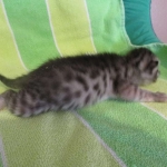 Nola, Egyptian Mau, cool Bronze, female, DOB 3-10-18