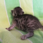 Nola, Egyptian Mau, cool Bronze, female, DOB 3-10-18