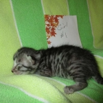 Nola, Egyptian Mau, cool Bronze, female, DOB 3-10-18