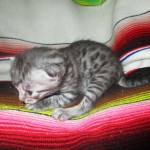 Nola, Egyptian Mau, cool Bronze, female, DOB 3-10-18