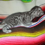 Nola, Egyptian Mau, cool Bronze, female, DOB 3-10-18