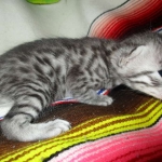 Nola, Egyptian Mau, cool Bronze, female, DOB 3-10-18