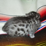 Nola, Egyptian Mau, cool Bronze, female, DOB 3-10-18