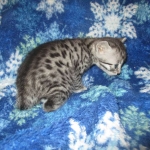 Nola, Egyptian Mau, cool Bronze, female, DOB 3-10-18