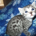 Nola, Egyptian Mau, cool Bronze, female, DOB 3-10-18