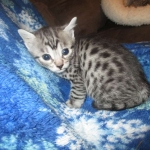 Nola, Egyptian Mau, cool Bronze, female, DOB 3-10-18