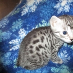 Nola, Egyptian Mau, cool Bronze, female, DOB 3-10-18