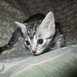 Nola, Egyptian Mau, cool Bronze, female, DOB 3-10-18