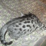 Nola, Egyptian Mau, cool Bronze, female, DOB 3-10-18