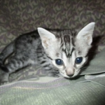 Nola, Egyptian Mau, cool Bronze, female, DOB 3-10-18