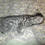 Nola, Egyptian Mau, cool Bronze, female, DOB 3-10-18