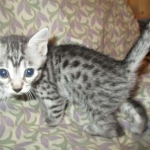 Nola, Egyptian Mau, cool Bronze, female, DOB 3-10-18