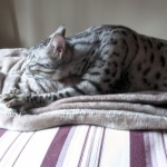 Nola-Making-Biscuits