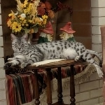 Nola-Relaxing-at-Grandmas-House