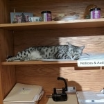 Nola-Sleeping-on-the-Job