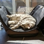 Nola-Sunbathing-at-Work