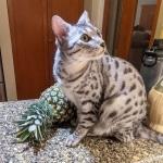 Nola-on-Counter