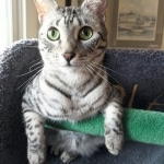 Nola-on-Parade-Ladder