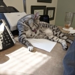 Nola-on-the-Job