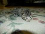 mau-male-1-dob-1-9-14-014-800
