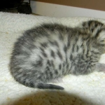 mau-male-1-dob-1-9-14-002-800