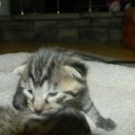 mau-male-1-dob-1-9-14-008