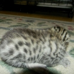 mau-male-1-dob-1-9-14-011-800