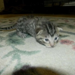 mau-male-1-dob-1-9-14-014-800