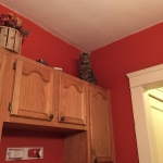 Sherman, Bronze Egyptian Mau male, DOB 1/9/14