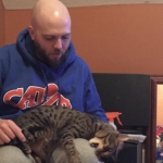 Sherman, Bronze Egyptian Mau male, DOB 1/9/14
