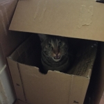 Sherman, Bronze Egyptian Mau male, DOB 1/9/14