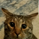 Sherman, Bronze Egyptian Mau male, DOB 1/9/14