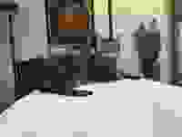 Harley - Egyptian Mau Cool Bronze male dob 1-9-14