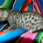 Mau Male #2 DOB 1-9-14 024-800
