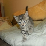 Mau Male #2 DOB 1-9-14 034-800