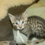 Mau Male #2 DOB 1-9-14 037-800