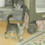 Mau Male #2 DOB 1-9-14 042-800