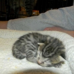 mau-male-2-dob-1-9-14-003-800