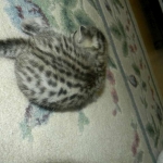 mau-male-2-dob-1-9-14-016-800