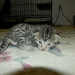 mau-male-2-dob-1-9-14-017-800