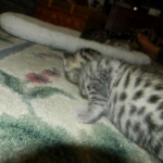 mau-male-2-dob-1-9-14-019-800
