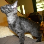 Mau India Smoke female DOB 5-13-14 002