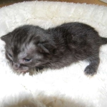 Mau Smoke Female #2 keeper DOB 5-13-14 001-800