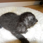 Mau Smoke Female #2 keeper DOB 5-13-14 002-800