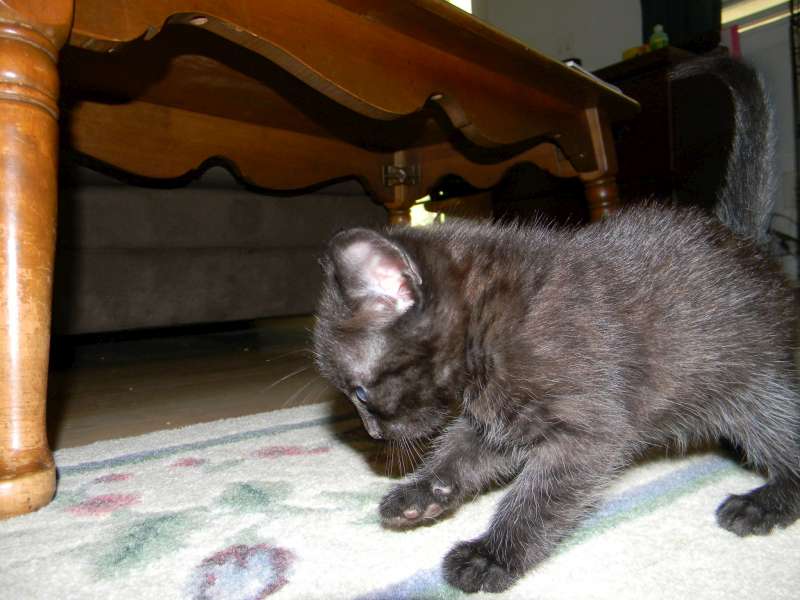 Mau Black on Black Female #1DOB 5-13-14 011-800
