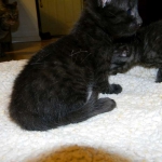 Mau Black on Black Female #1DOB 5-13-14 003-800